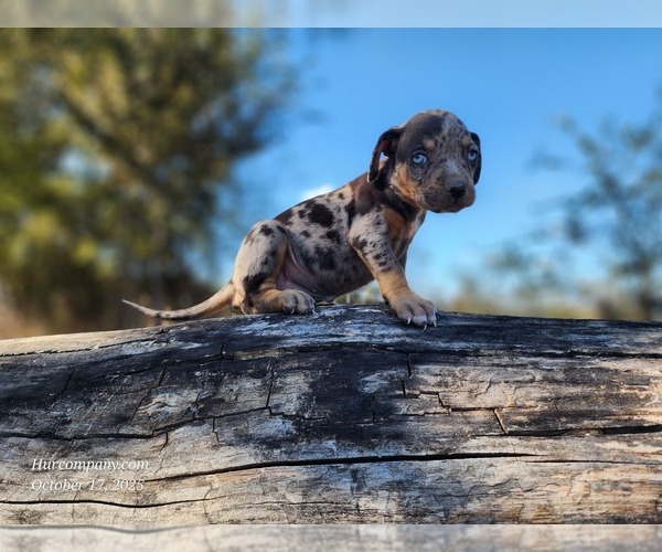 Medium Photo #11 Catahoula Leopard Dog Puppy For Sale in CUMBY, TX, USA