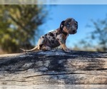 Small #10 Catahoula Leopard Dog