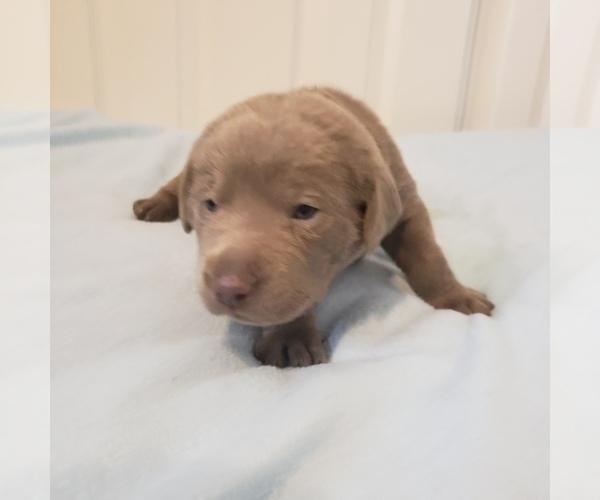 Medium Photo #7 Labrador Retriever Puppy For Sale in DIETERICH, IL, USA