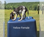 Small #2 Bluetick Coonhound-Treeing Walker Coonhound Mix