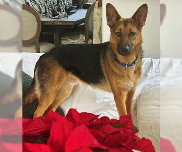 Medium Photo #1 German Shepherd Dog Puppy For Sale in Fremont, CA, USA