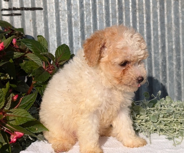Medium Photo #12 Poodle (Toy) Puppy For Sale in GOSHEN, IN, USA