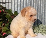 Small Photo #47 Poodle (Toy) Puppy For Sale in GOSHEN, IN, USA