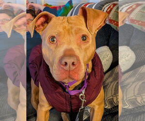 American Pit Bull Terrier Dogs for adoption in Hillsboro, NH, USA