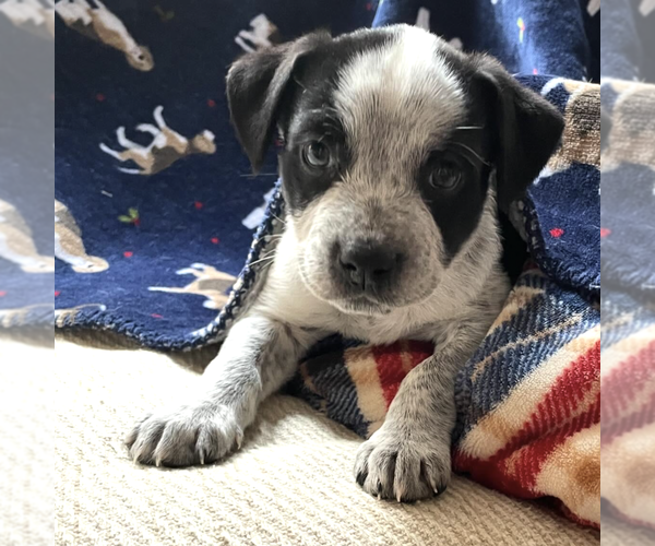 Medium Photo #5 Mutt Puppy For Sale in Brooklyn, NY, USA