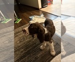 Puppy Brownie English Springer Spaniel