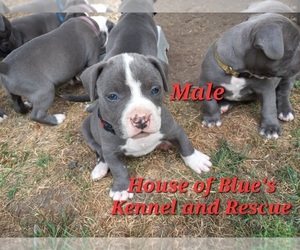 American Pit Bull Terrier Puppy for sale in DELAWARE, OH, USA