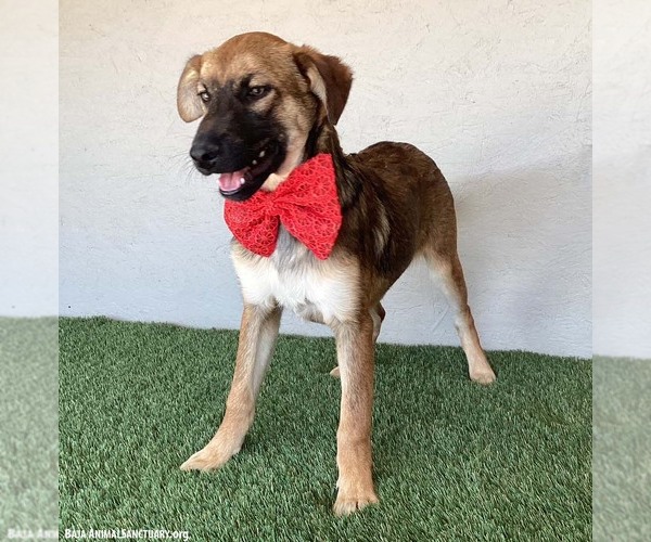 Medium Photo #3 German Shepherd Dog-Unknown Mix Puppy For Sale in San Diego, CA, USA