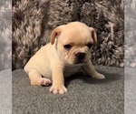 Small Photo #8 French Bulldog Puppy For Sale in JOHNS ISLAND, SC, USA