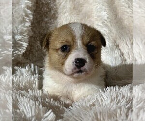 Pembroke Welsh Corgi Puppy for sale in FREDONIA, PA, USA