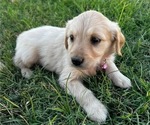 Small Photo #9 Golden Retriever Puppy For Sale in CHINA SPRING, TX, USA