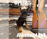 Small Photo #15 Doberman Pinscher Puppy For Sale in SAMSON, AL, USA
