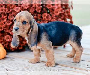 Basset Hound Puppy for sale in LIBERTY, KY, USA