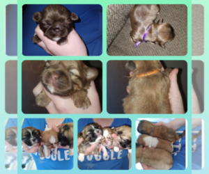 Shih Tzu Puppy for sale in TWIN ROCKS, PA, USA