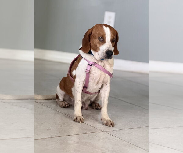Medium Photo #3 Beagle Puppy For Sale in Tampa, FL, USA