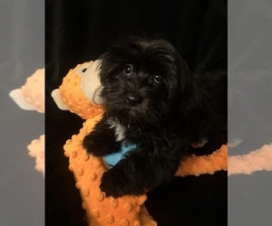 Havanese Puppy for sale in LIVONIA, MI, USA