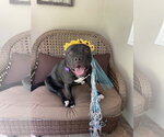 Small #1 American Staffordshire Terrier