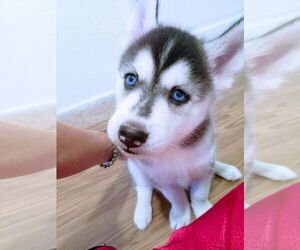 Siberian Husky Puppy for sale in DANIA, FL, USA