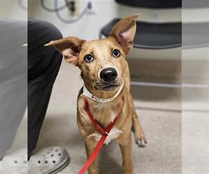 Canaan Dog-Unknown Mix Dogs for adoption in Bakersfield, CA, USA