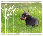 Small Photo #8 Pembroke Welsh Corgi-Scottish Terrier Mix Puppy For Sale in GREELEY, CO, USA