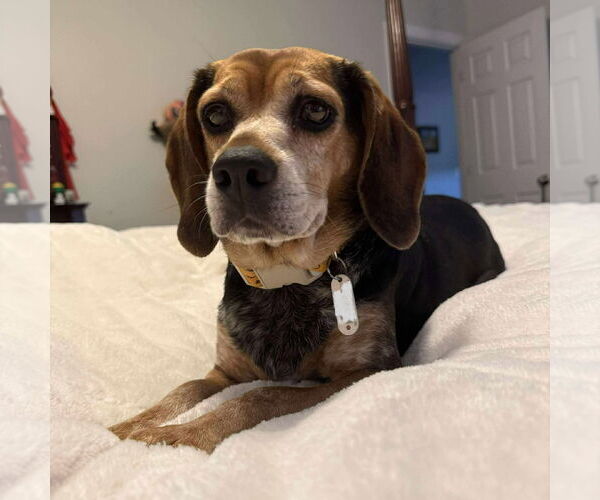 Medium Photo #2 Beagle Puppy For Sale in Spring Lake, NC, USA
