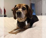 Small #1 Beagle
