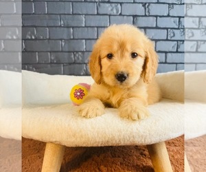 Goldendoodle Puppy for Sale in OCALA, Florida USA