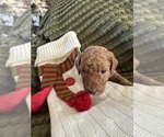 Puppy Nya Poodle (Standard)