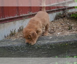 Small #3 Golden Retriever