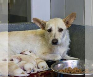 Mutt Dogs for adoption in San Antonio, TX, USA