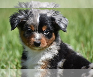 Miniature Australian Shepherd Puppy for Sale in PALM COAST, Florida USA