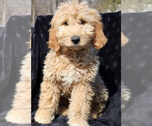 Goldendoodle (Miniature) Puppy for sale in BLOOMINGTON, IN, USA