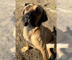Small #22 Fila Brasileiro-Great Dane Mix