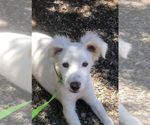 Mutt Dogs for adoption in San Diego, CA, USA