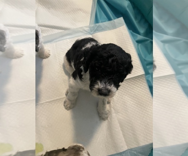 Medium Photo #6 Poodle (Standard) Puppy For Sale in COLUMBIA, SC, USA