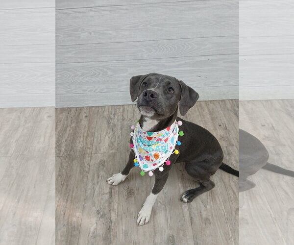 Medium Photo #14 Mutt Puppy For Sale in Murfreesboro, NC, USA