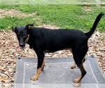 Small #3 Mutt