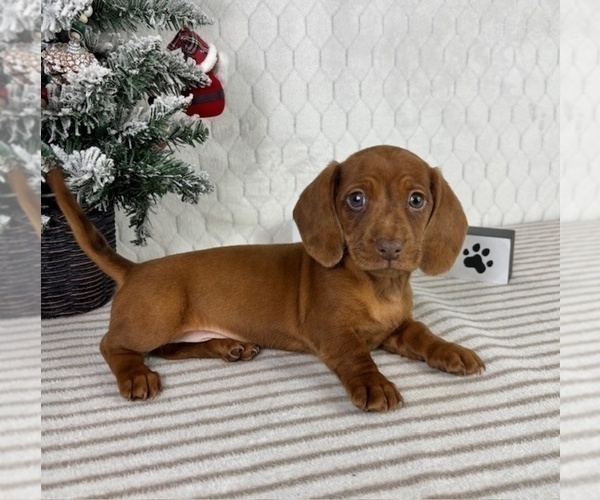 Medium Photo #5 Dachshund Puppy For Sale in GREENFIELD, IN, USA