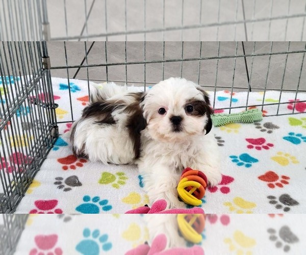 Medium Photo #4 Shih Tzu Puppy For Sale in ORO VALLEY, AZ, USA