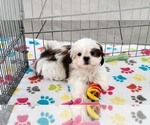 Small #3 Shih Tzu