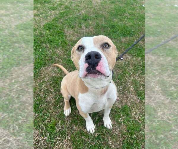 Medium Photo #1 Mutt Puppy For Sale in Abbeville, LA, USA