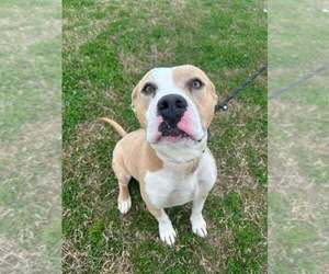 Mutt Dogs for adoption in Abbeville, LA, USA