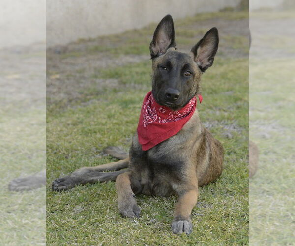 Medium Photo #11 Mutt Puppy For Sale in Dana Point, CA, USA