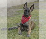 Small #10 Mutt