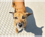 Small Border Terrier Mix