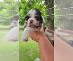 Small #3 Cocker Spaniel