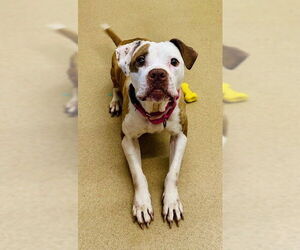 Medium Boxer Mix