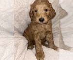 Small #5 Goldendoodle