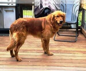 Father of the Golden Retriever puppies born on 07/06/2026