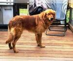 Small Photo #1 Golden Retriever Puppy For Sale in LEON, KS, USA